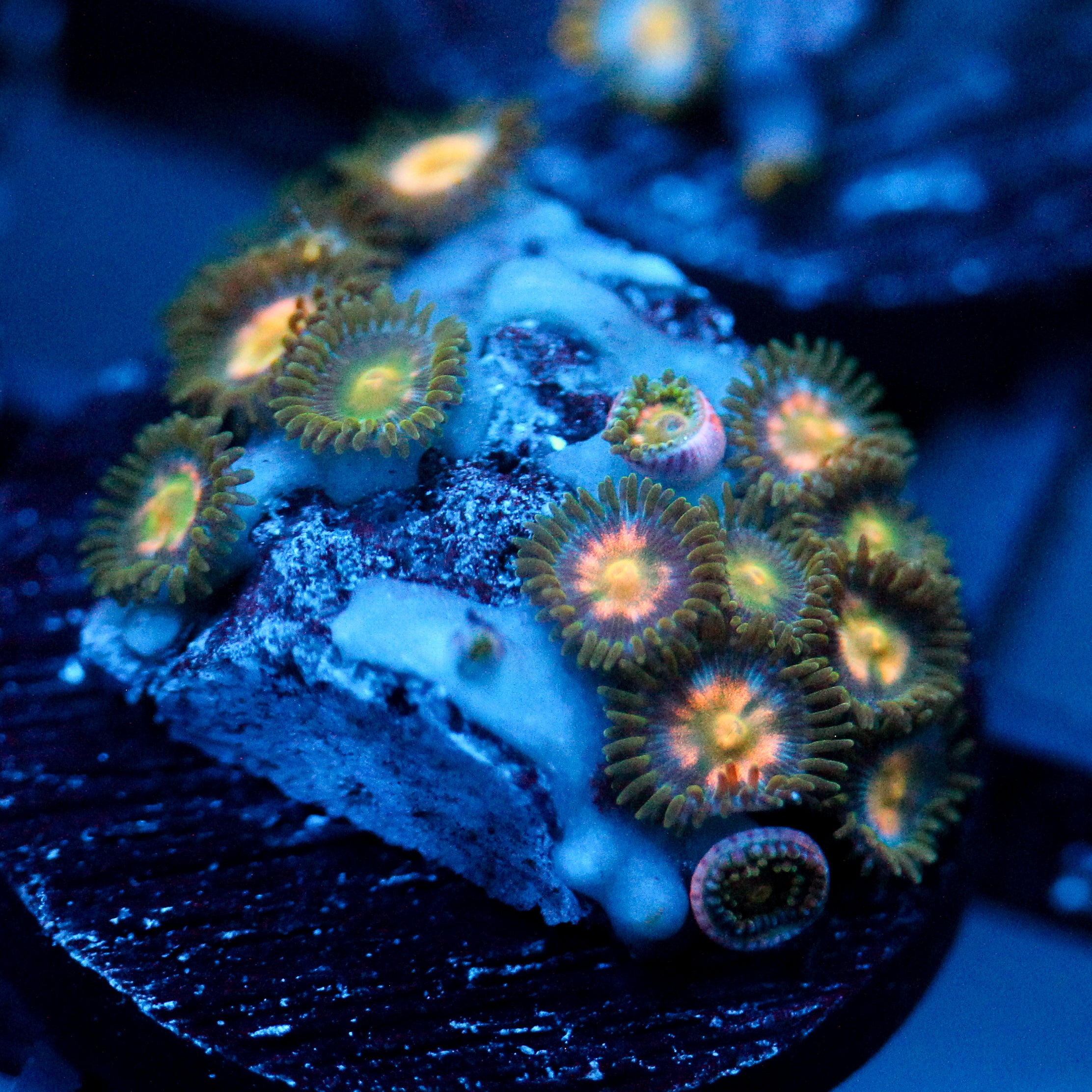 JC Garden of Eden Zoanthid