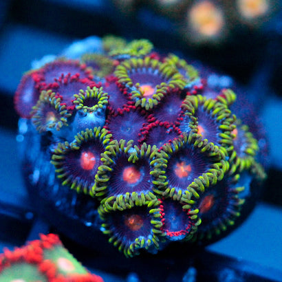 JC Zoa Garden Seed