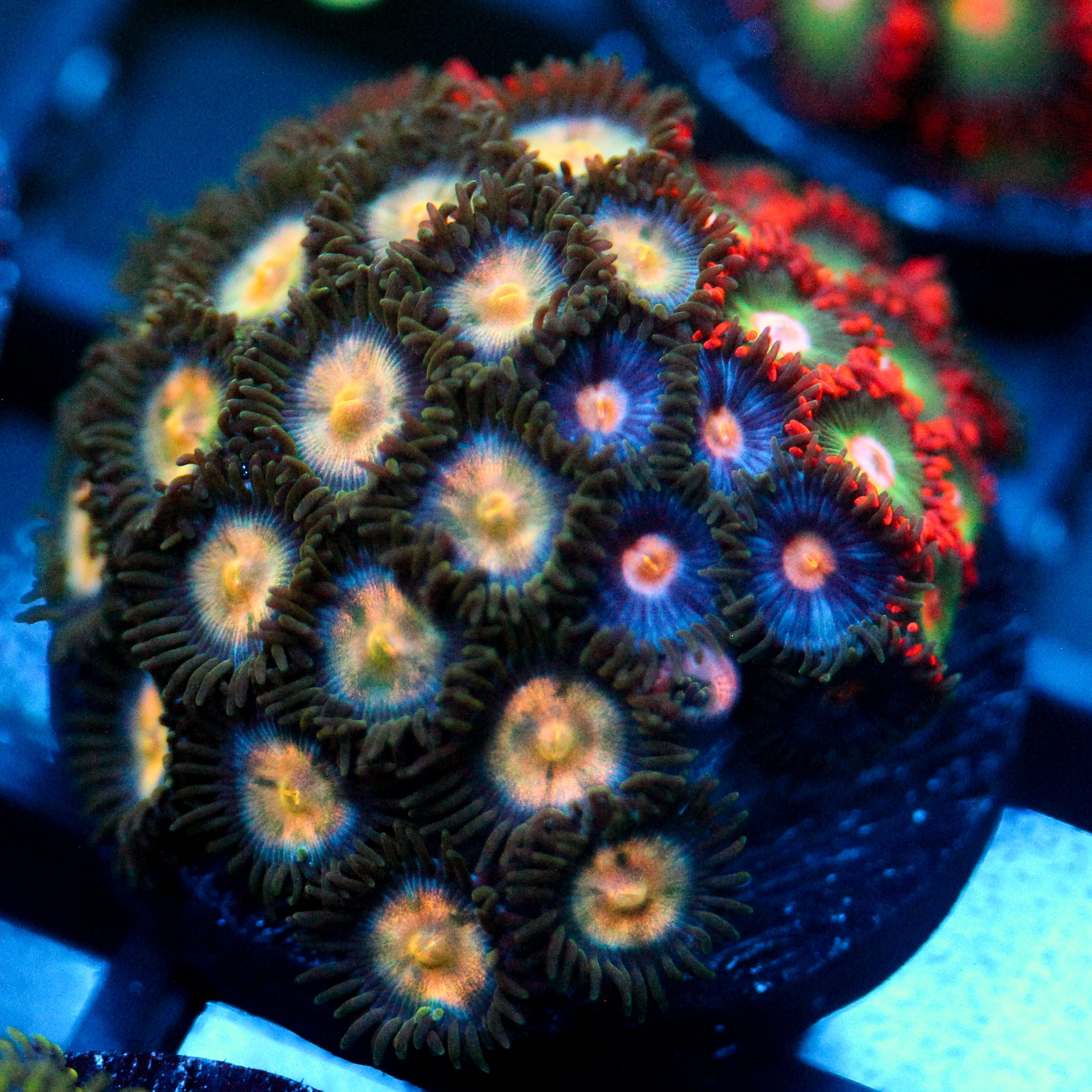 JC Electebuzz Zoanthid