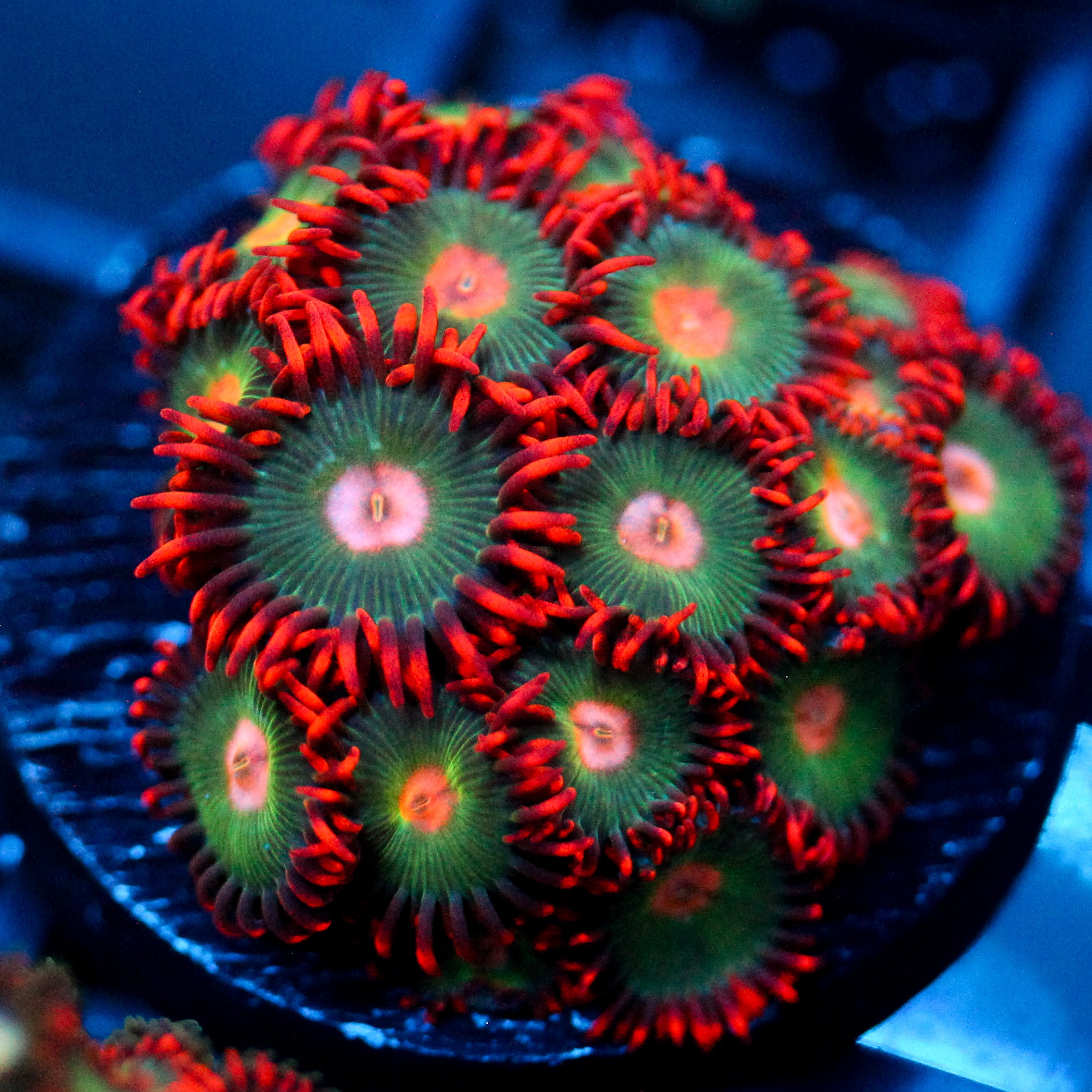 JC Gatorade Zoanthids