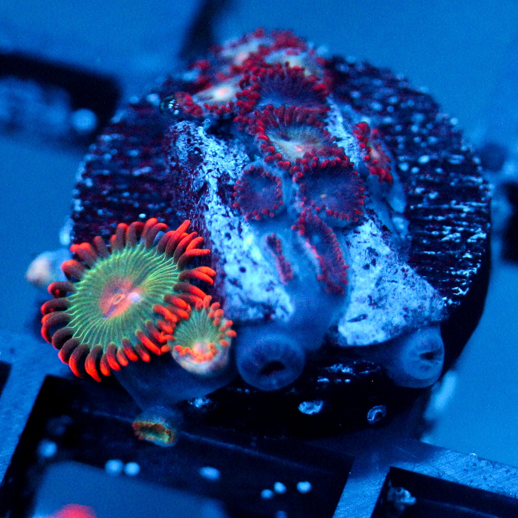 JC Nova Zoanthid Mix