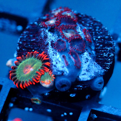 JC Nova Zoanthid Mix