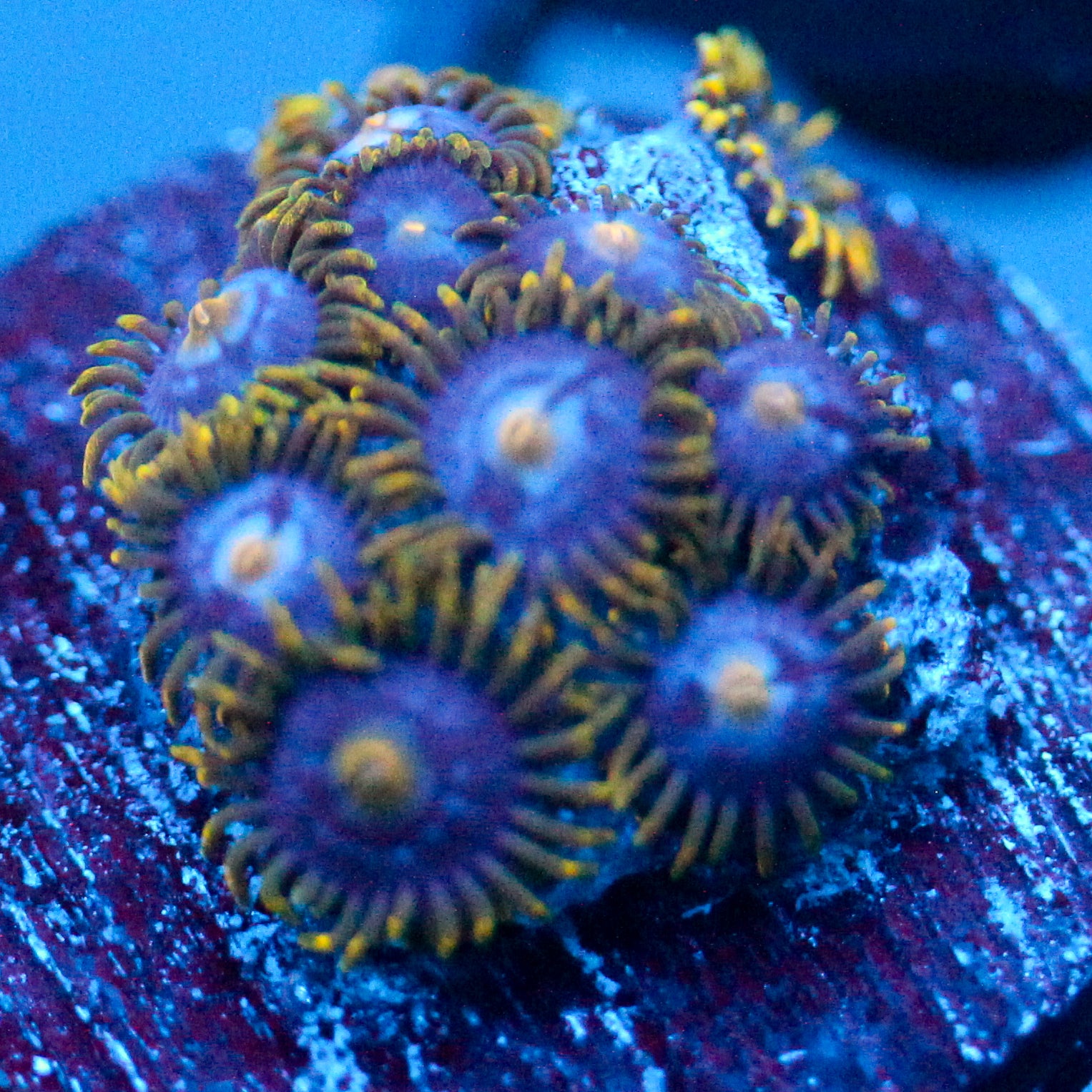 JC Gold Burst Zoanthid
