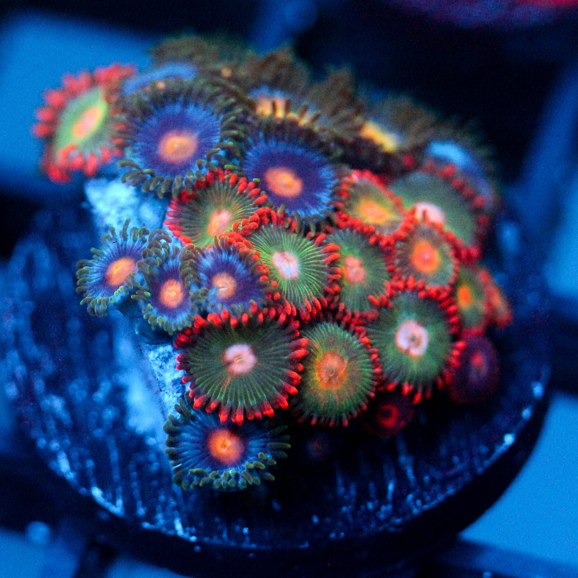 JC Zoa Garden Seed