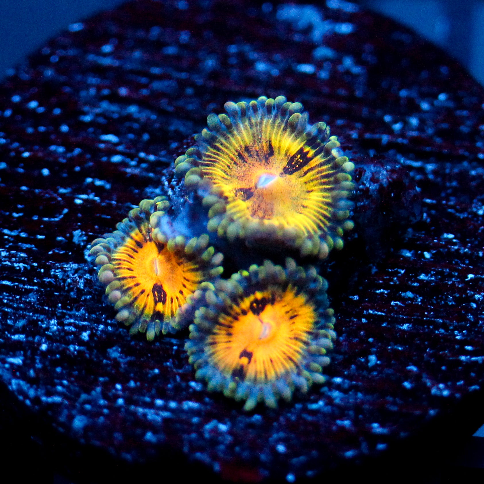 WWC Buttmuncher Zoanthid
