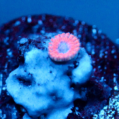 JC Typhloshion Zoanthid