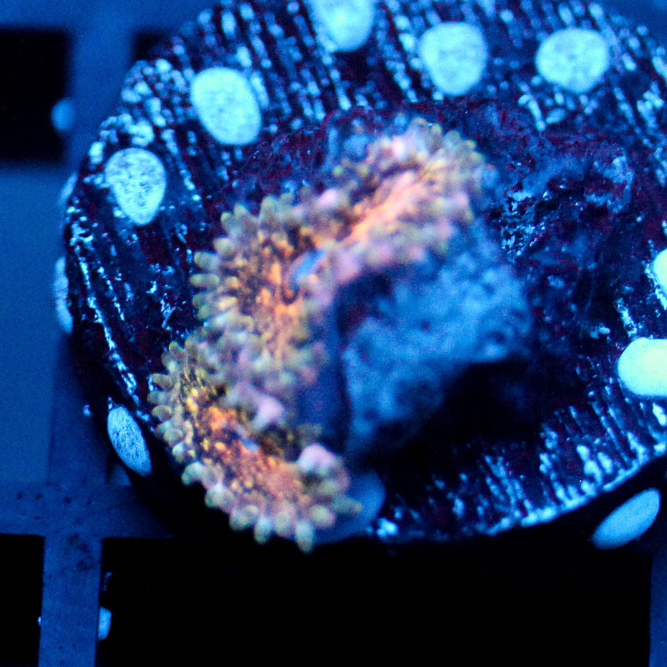 JC Neptunes Bounty Zoanthid