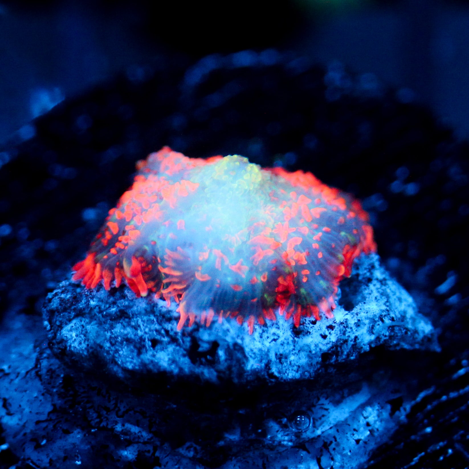 JC Mystery Rhodactis