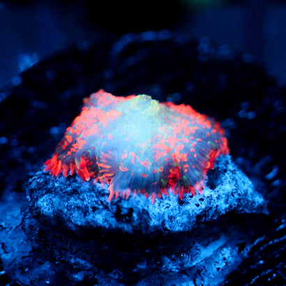 JC Mystery Rhodactis