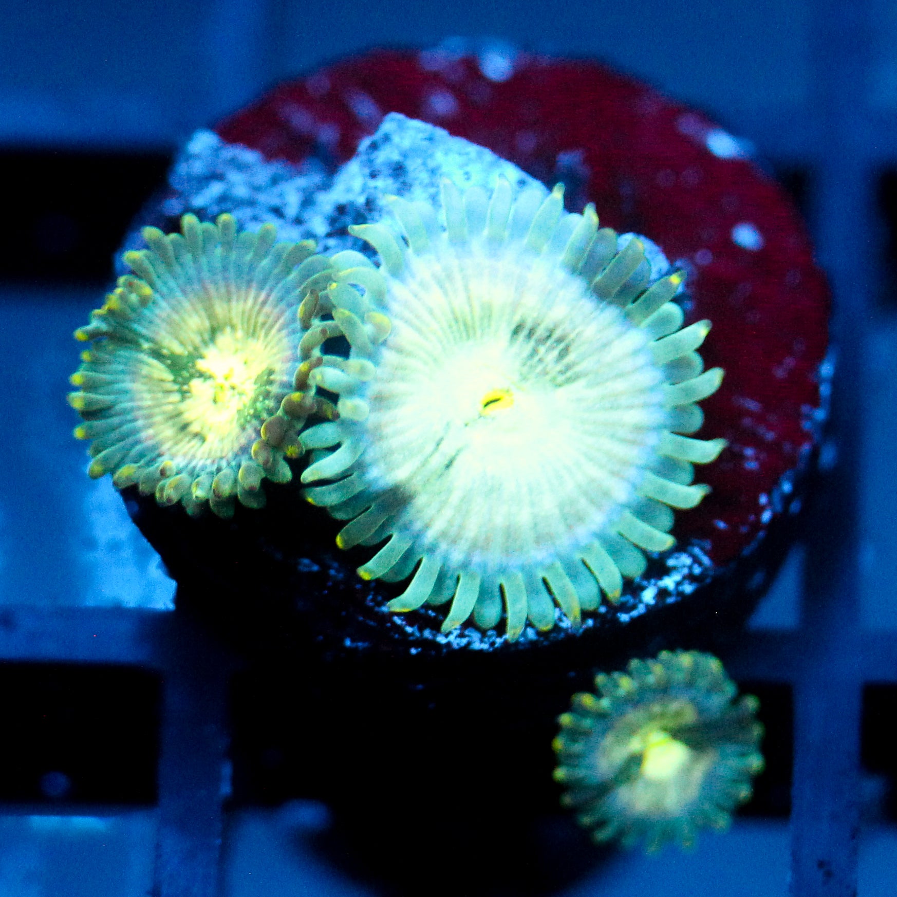 JC Hawaiian Ding Dang Zoanthid