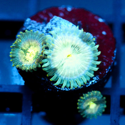 JC Hawaiian Ding Dang Zoanthid
