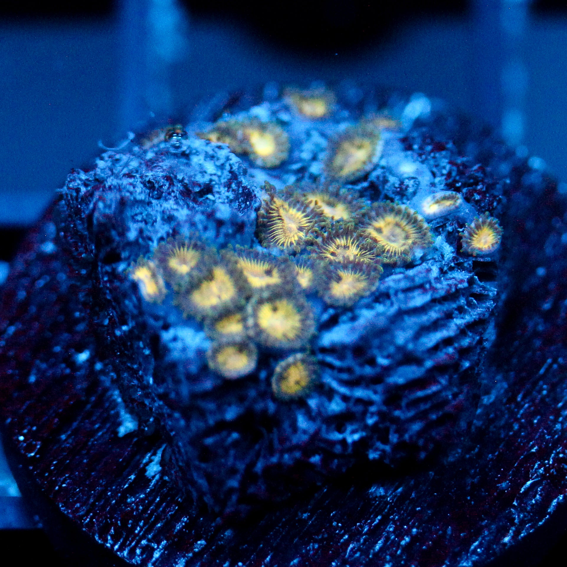 JC Solar Eclipse Zoanthid