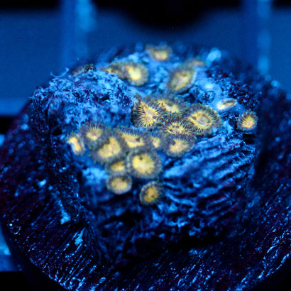 JC Solar Eclipse Zoanthid