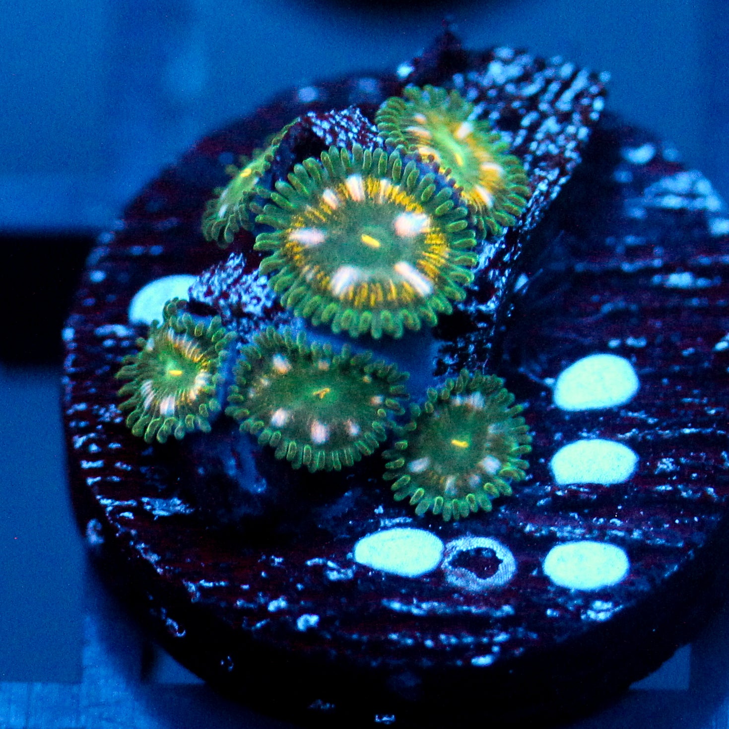 JC Starship Trooper Zoanthid
