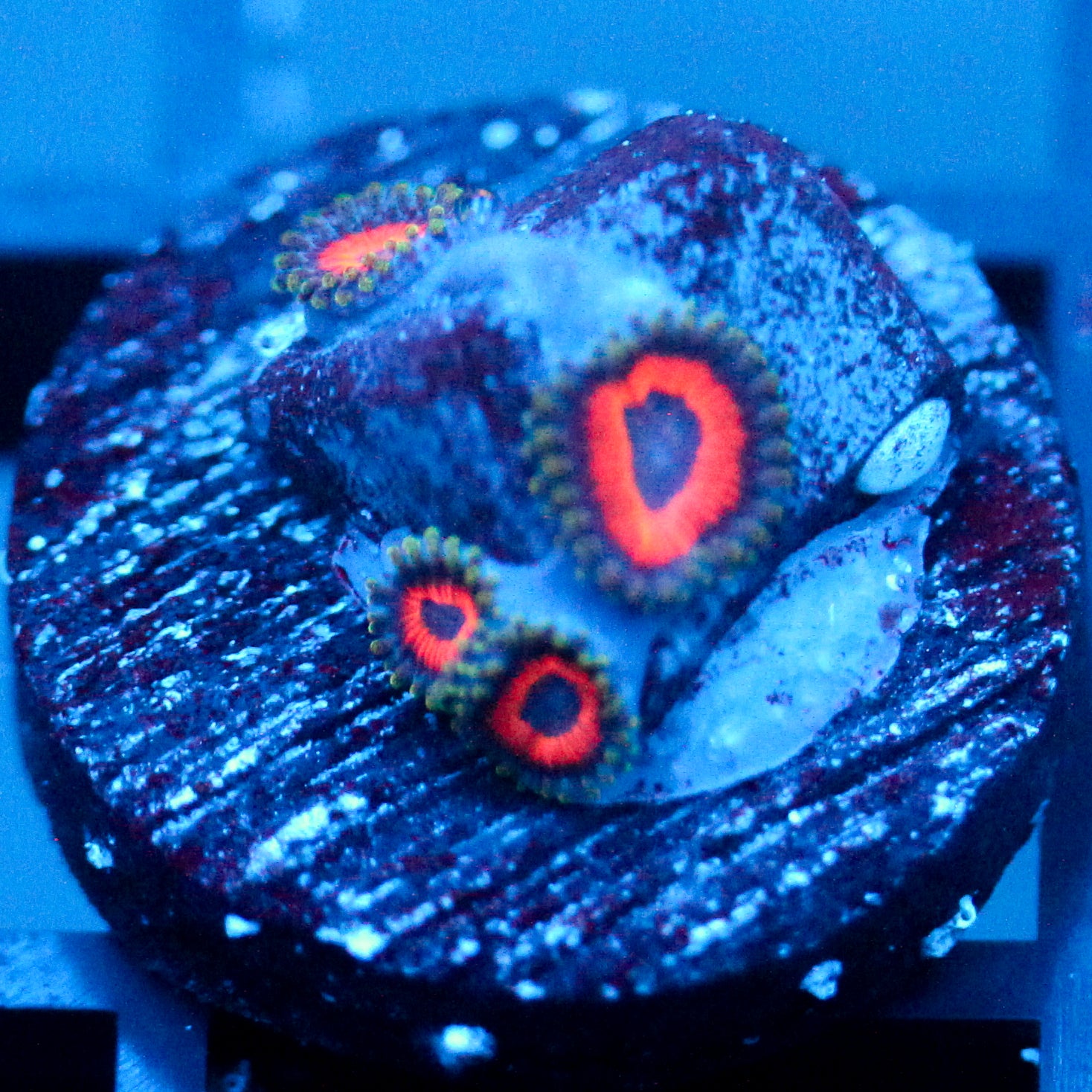 Jason Fox Fairytale Zoanthids