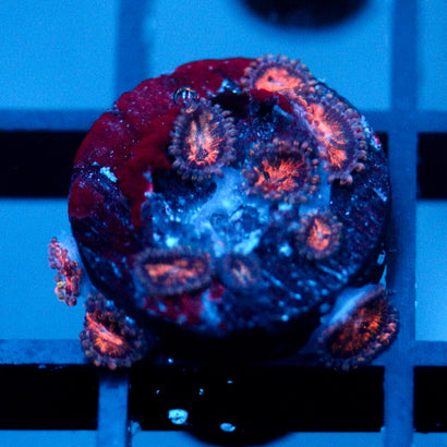 JC Speckled Kraze Zoanthid