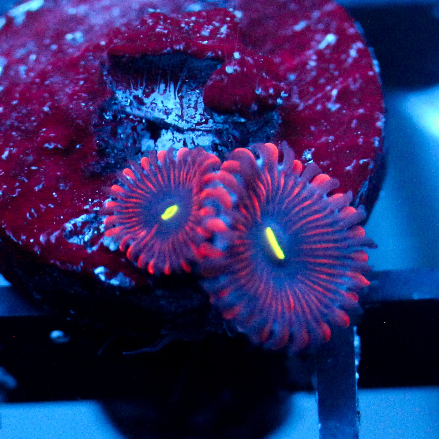 JC Purple People Eater Zoanthid