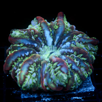 JC Jello Ball Cynarina