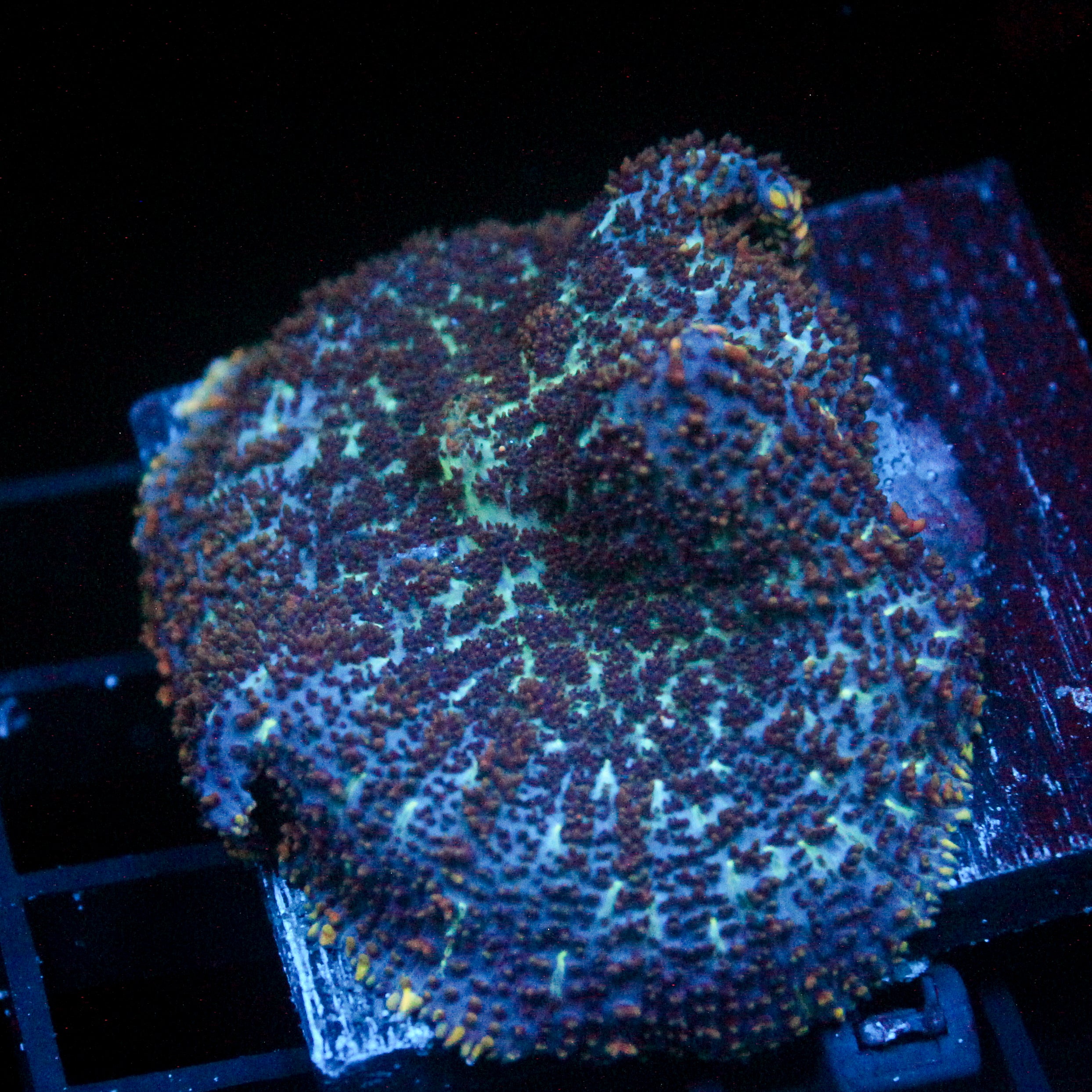 JC Flipside Rhodactis xl