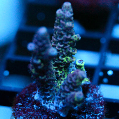 JC Green Flux