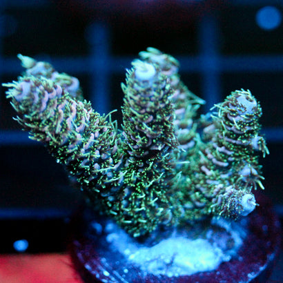 JC Teal Waves