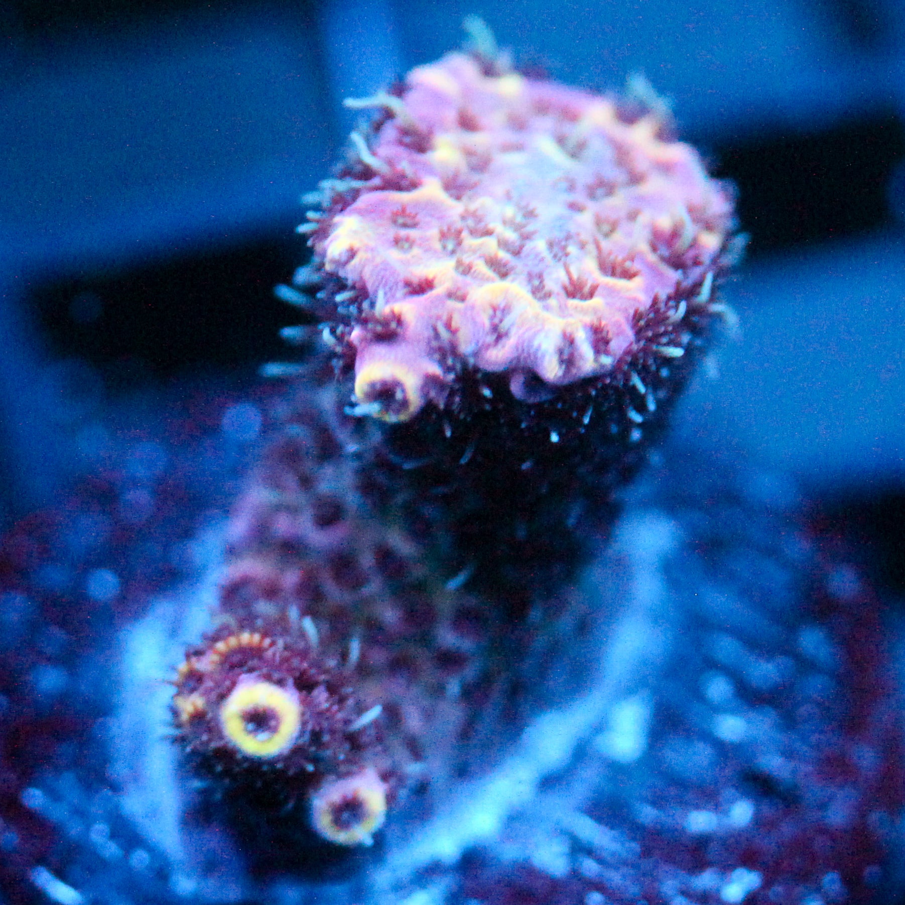JC Pink Furvor