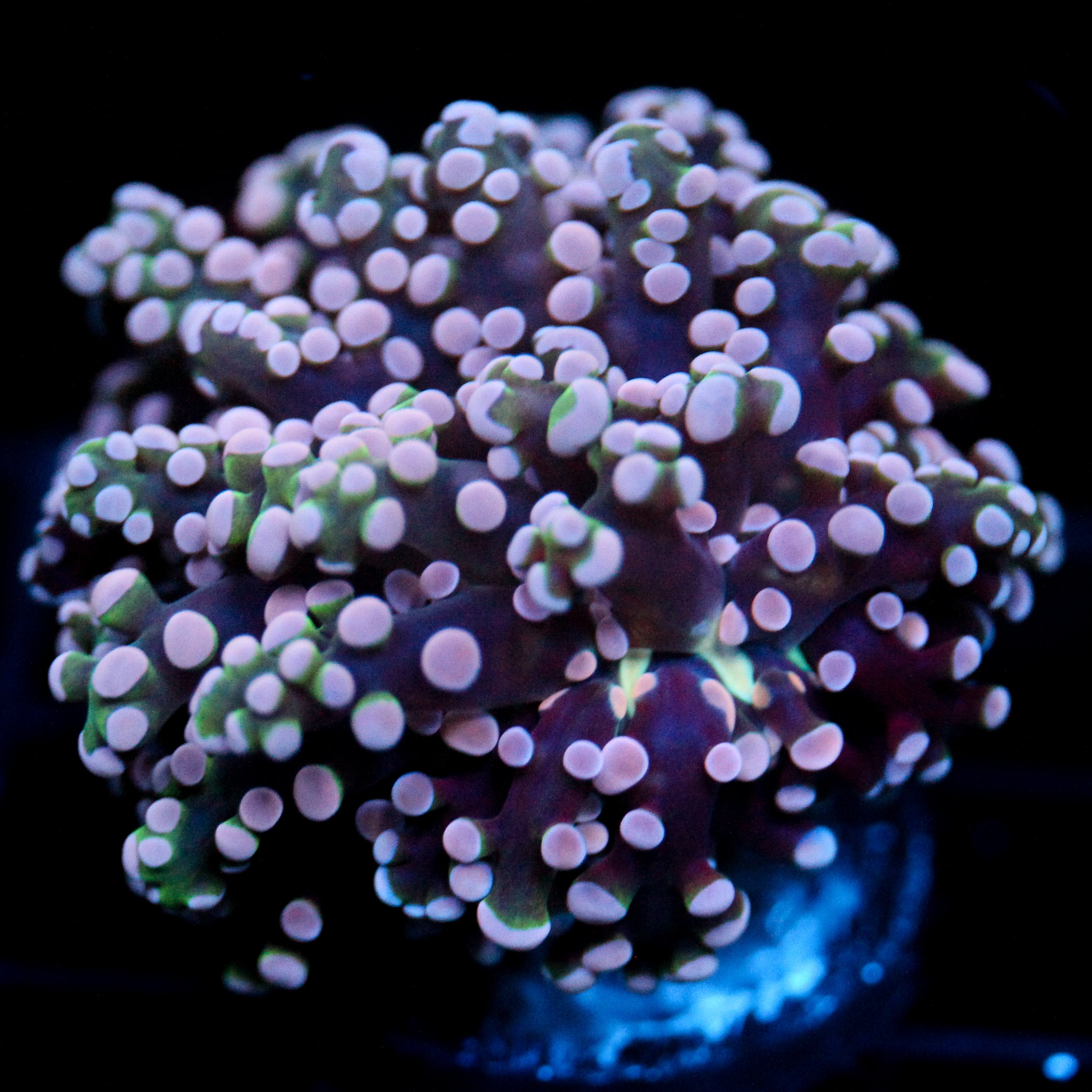 JC Pink Tip Octo