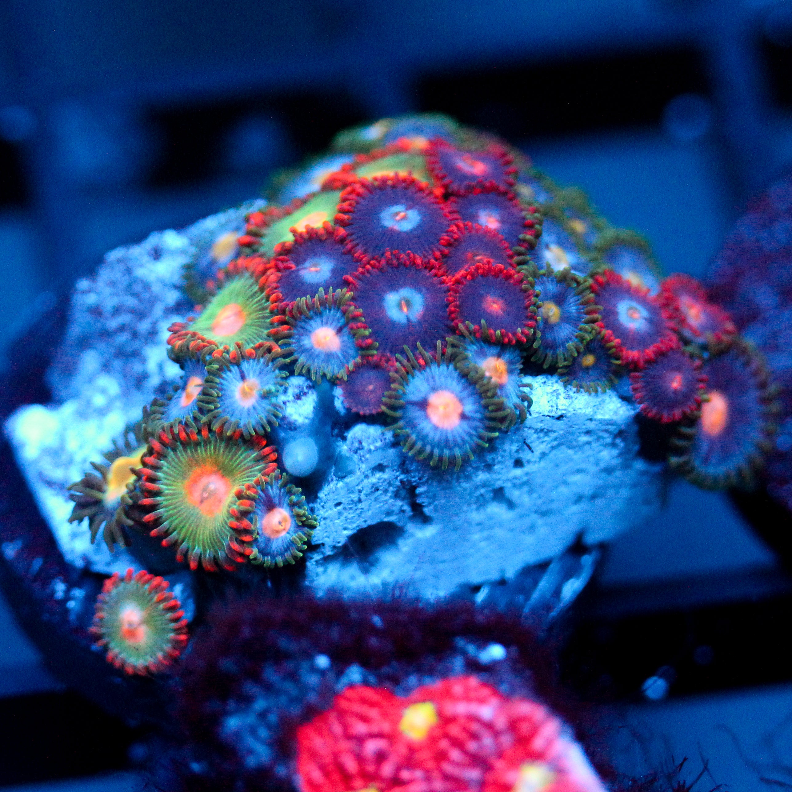 JC Zoa Garden Seed