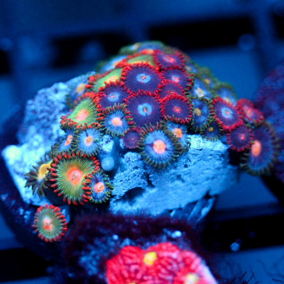 JC Zoa Garden Seed