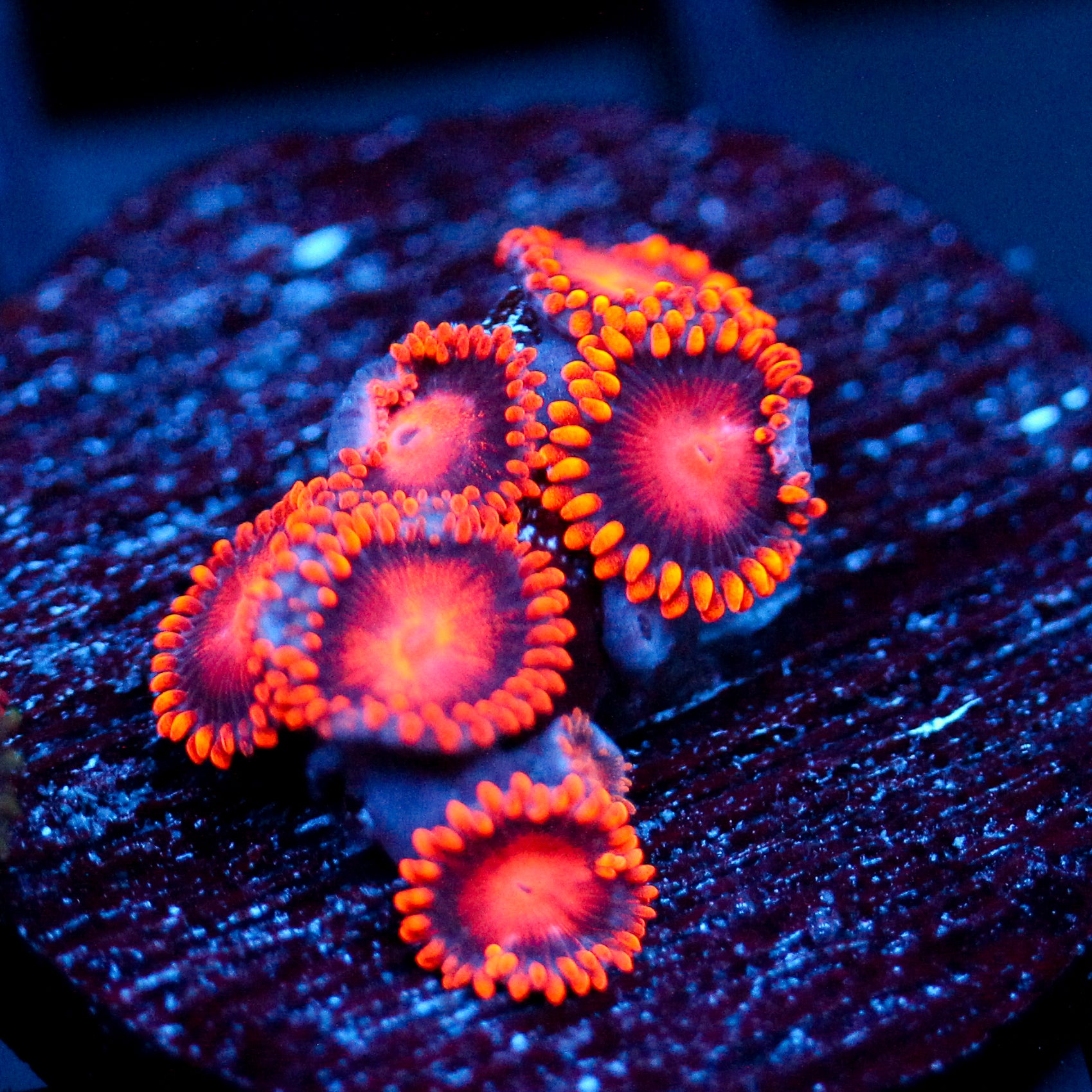JC Bam Bam Zoanthid
