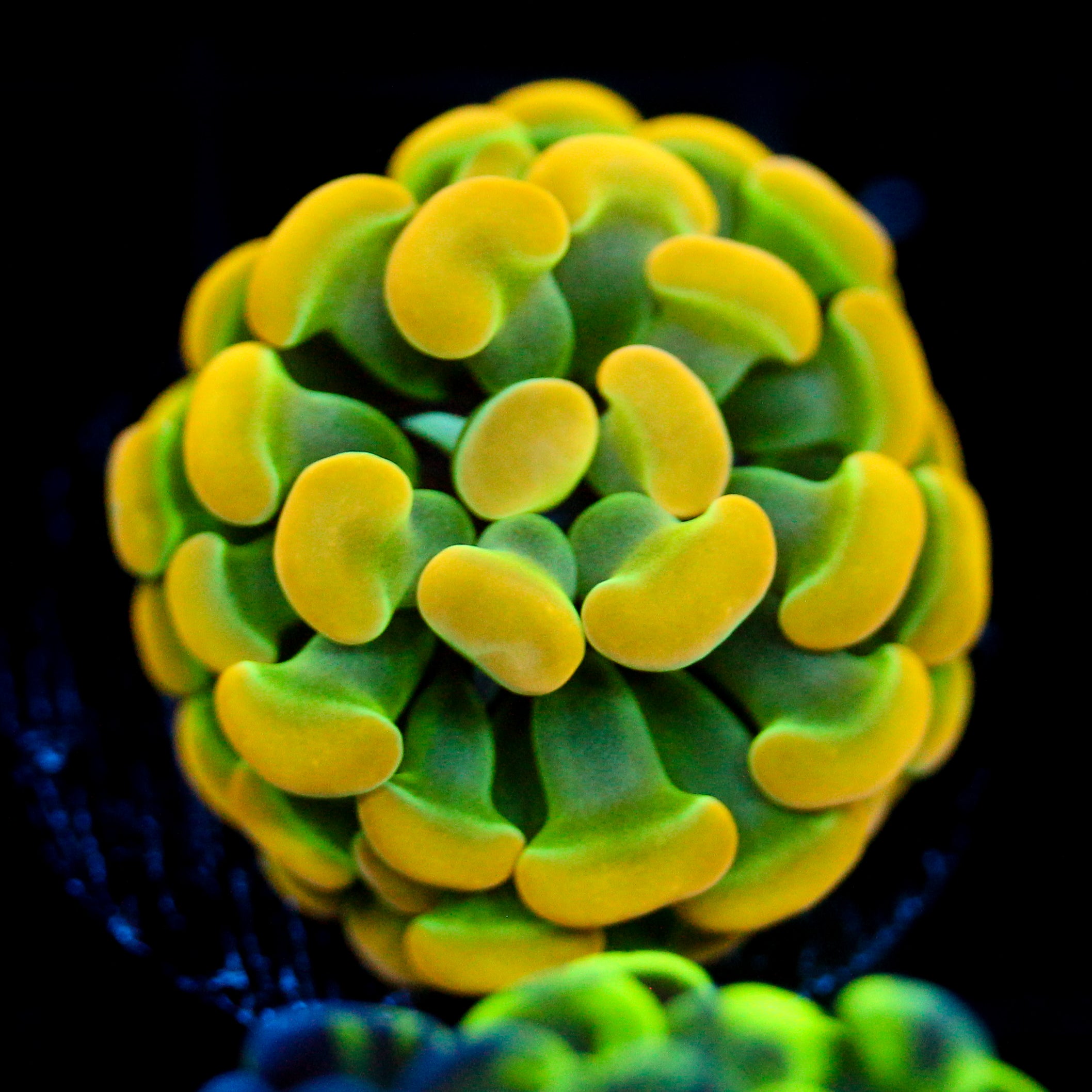 JC Ultra Rainbow Gold Hammer
