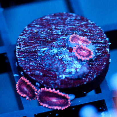 JC Purple Empress Zoanthid