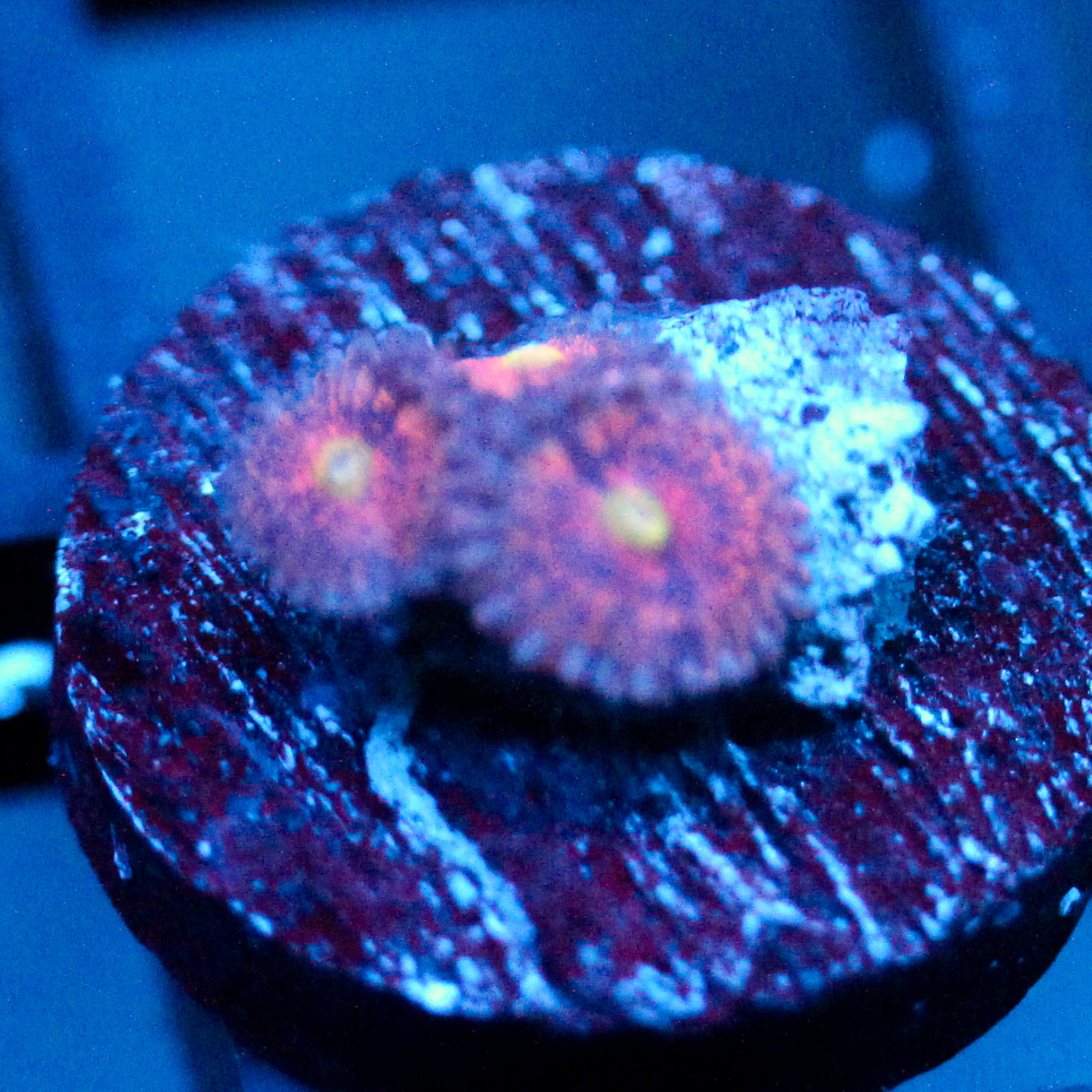 JC Yellow Rose Zoanthid