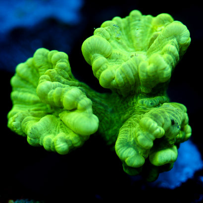 JC Neon Candy Cane Coral