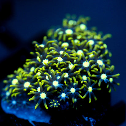 JC Neon GSP