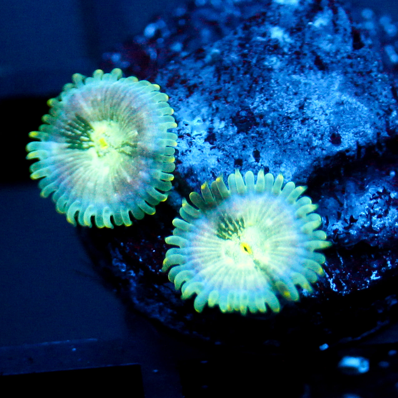 JC Hawaiian Ding Dang Zoanthid