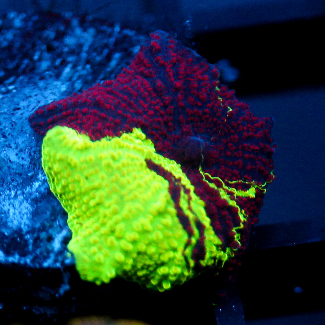 JC Ultra Eclectus