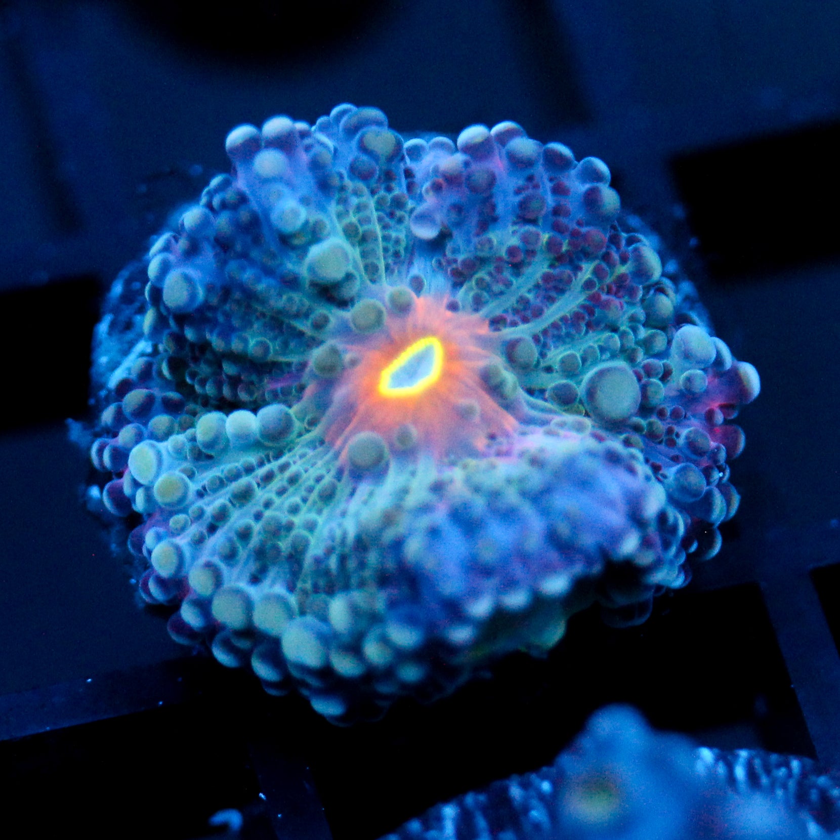 JC Blue Beast Yuma