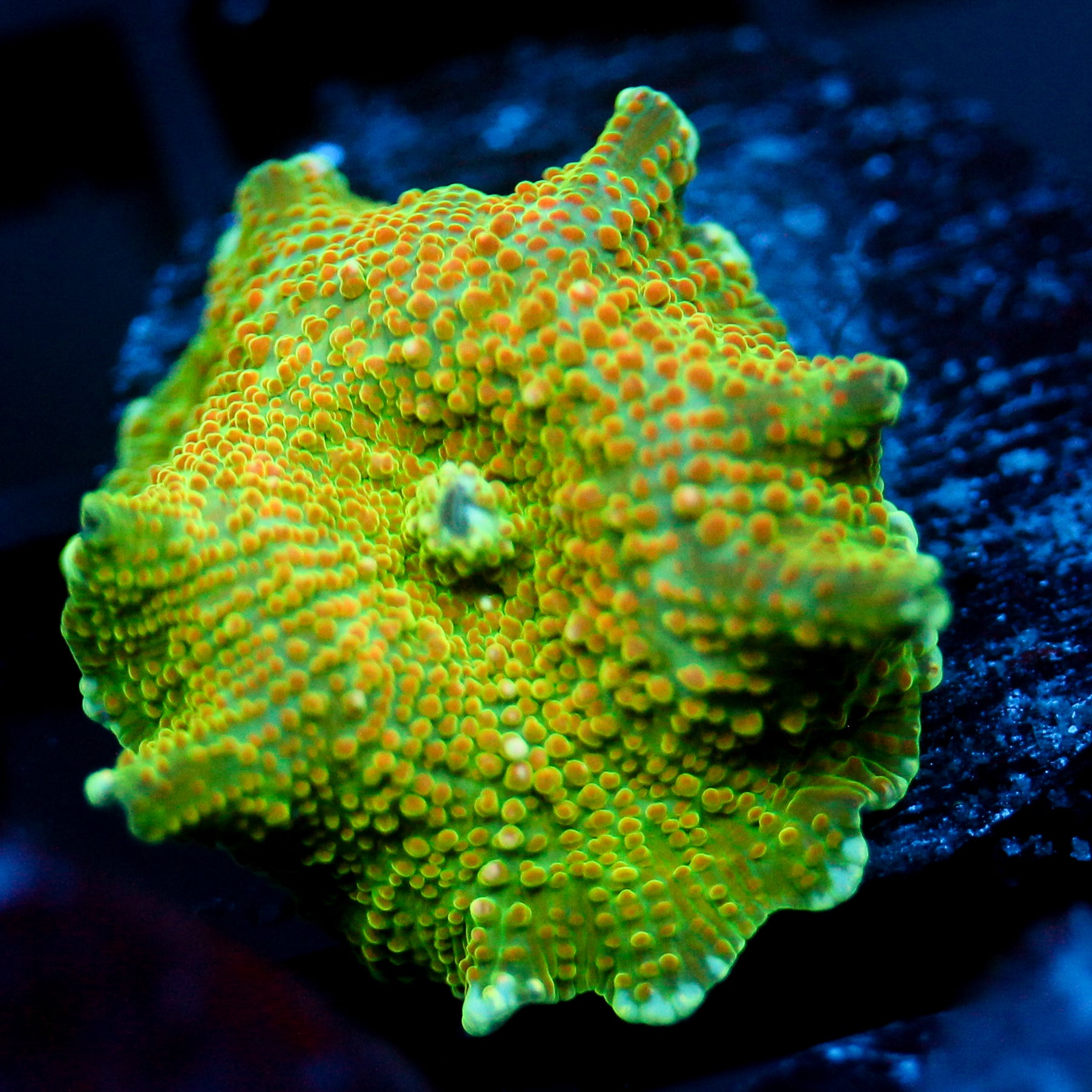 JC Red Pimple Discosoma