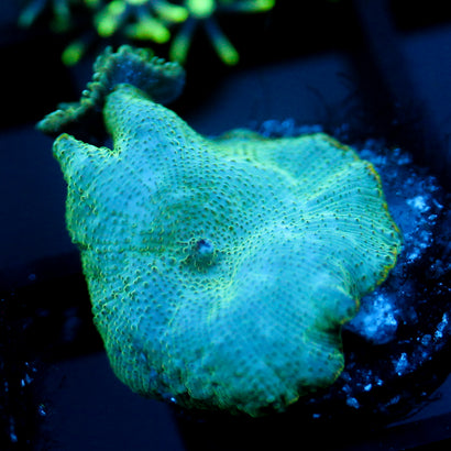 JC Cherenkov Radiation Discosoma