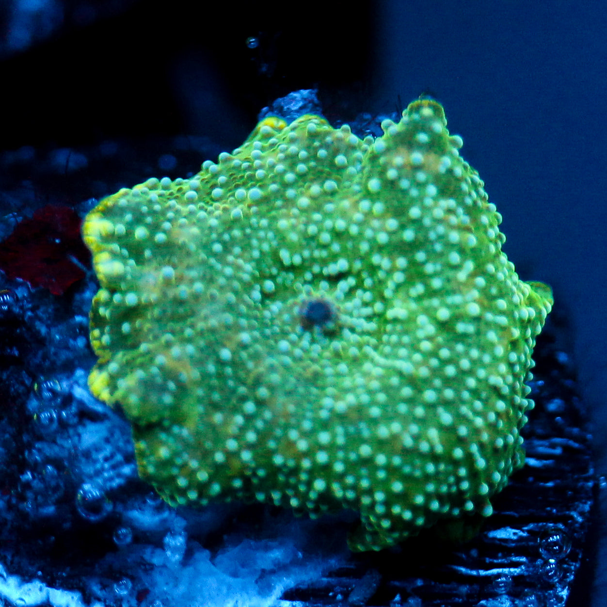 JC Millions Discosoma