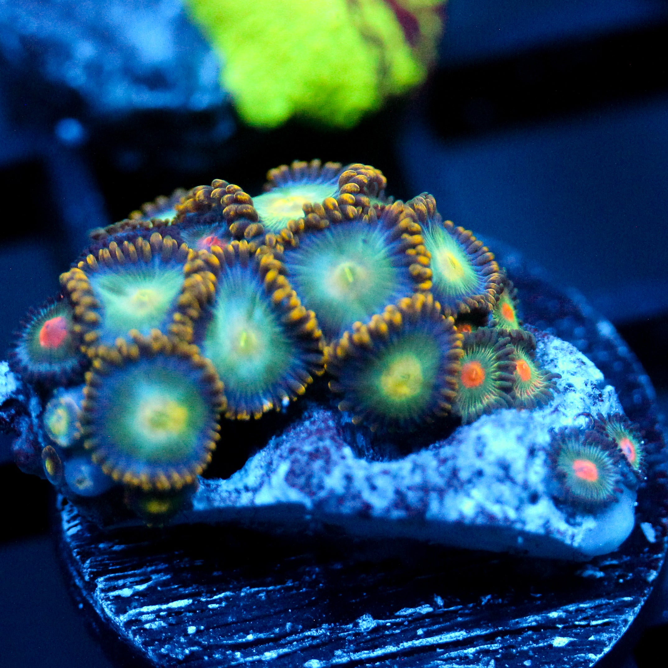 JC Birthstone Zoanthid