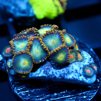 JC Birthstone Zoanthid