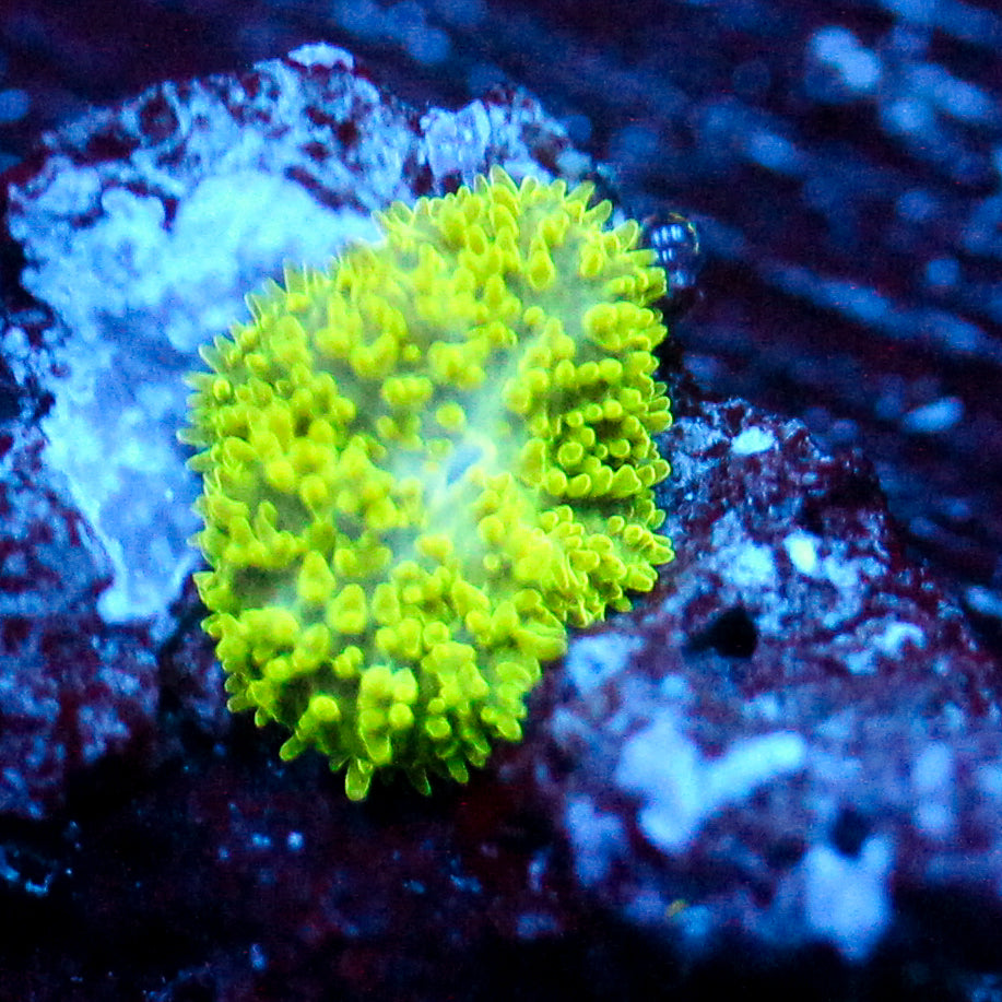 JC Neon Green Rhodactis