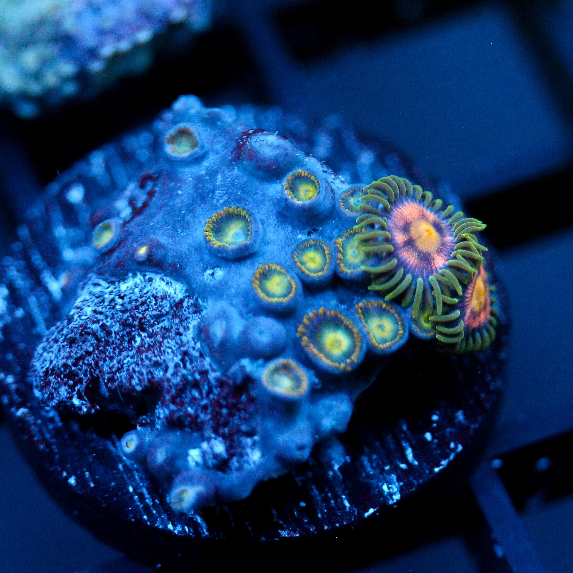 JC Pink Insanity Zoanthid