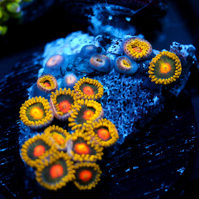 JC Oh my my my Zoanthid