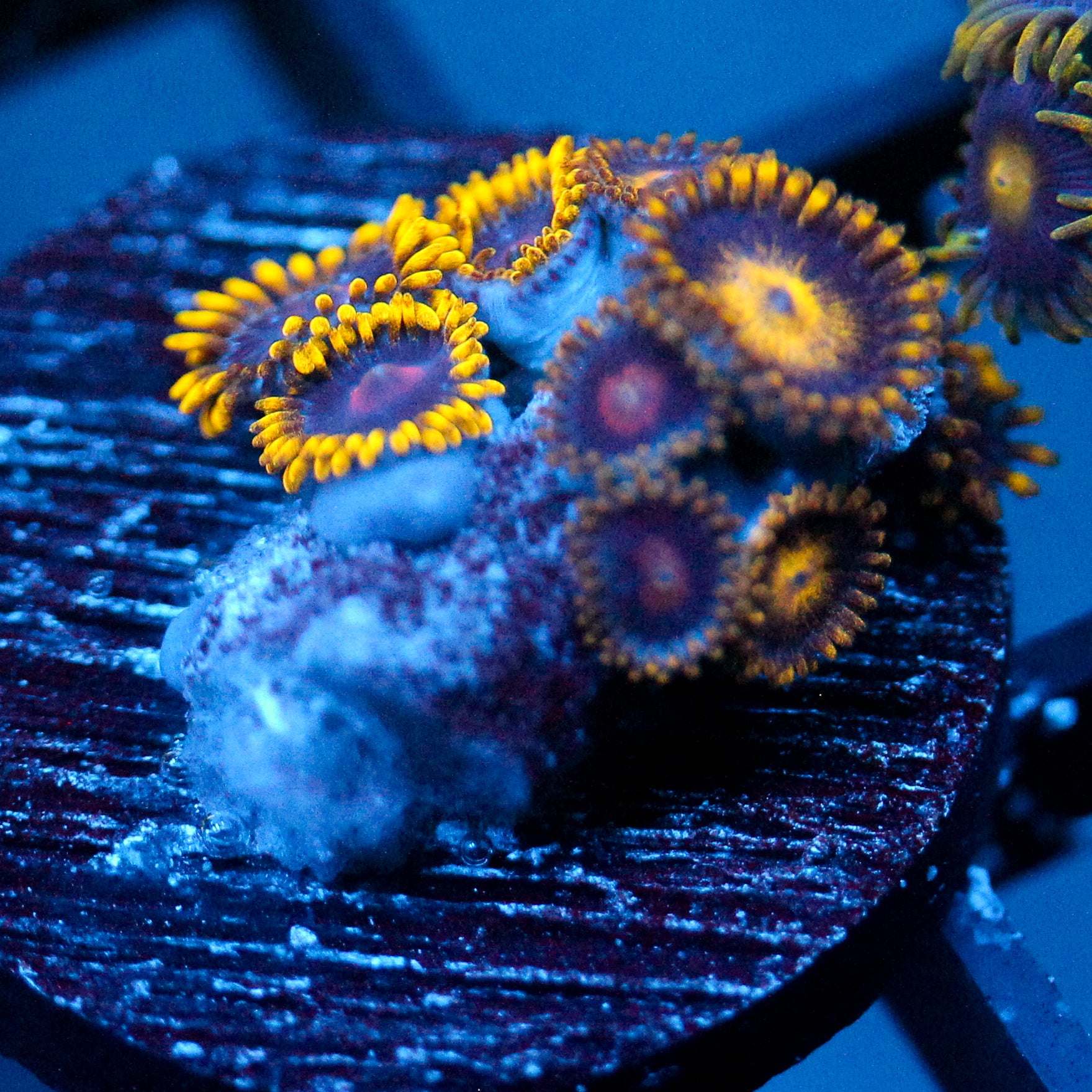 JC Zoa Garden Seed