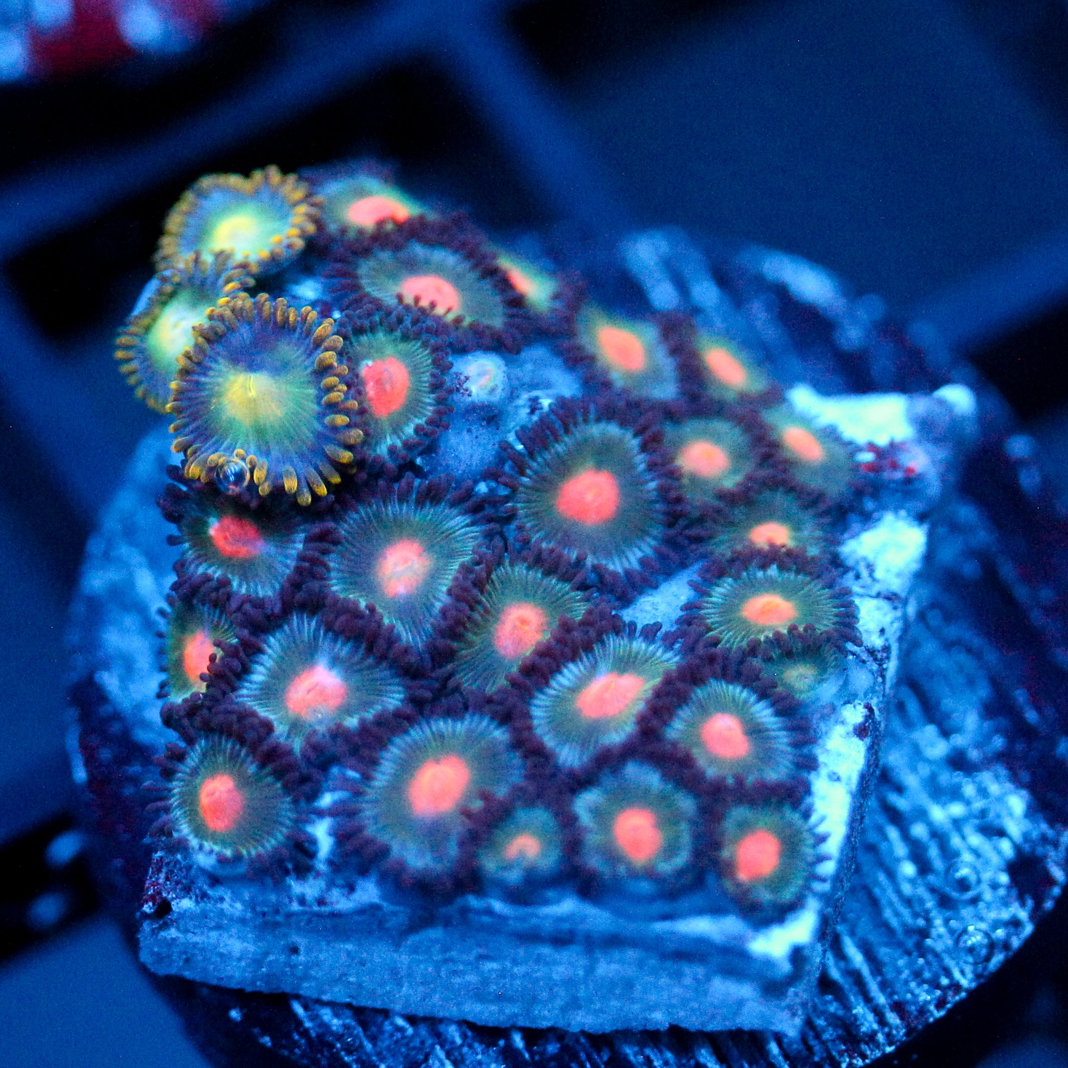 JC Zoa Garden Seed
