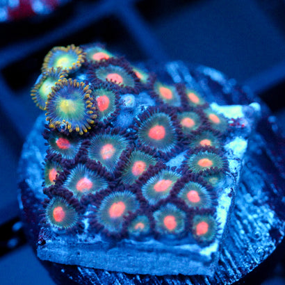 JC Zoa Garden Seed
