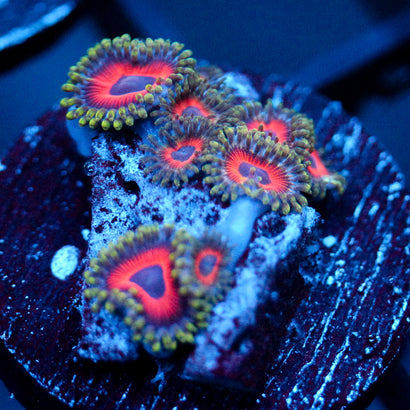 Jason Fox Fairytale Zoanthids